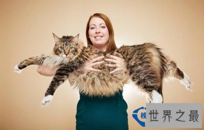 ​世界上最长的猫，英国缅因猫长119厘米