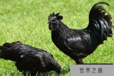 ​世界上最贵的鸡：“兰博鸡尼”一只600万元