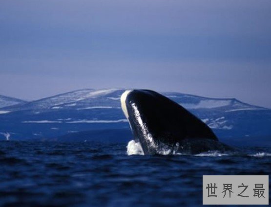 最佳观鲸点格陵兰岛，能够大饱眼福