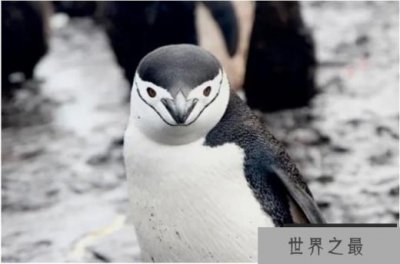 ​世界十大企鹅种类 帽带企鹅最容易辨认(体长72厘米)