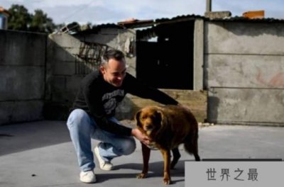​世界上最长寿的狗 波比葡萄牙庆祝31岁生日(100多人参加)