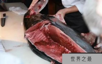​世界上最贵的食用鱼：金枪鱼，一条售价1190万人民币
