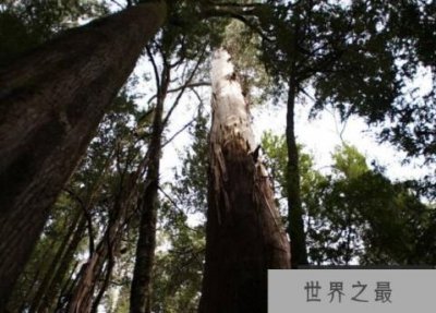 ​世界上最高的树,澳洲杏仁桉树最高达156米,年耗175吨水