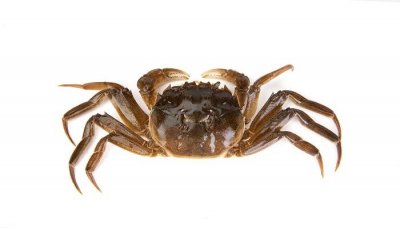 ​螃蟹蒸多少分钟可以熟 螃蟹蒸多少分钟是最合适的时间