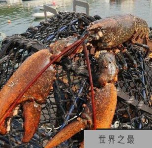 ​世界上最大的龙虾，长1.2米重达40斤