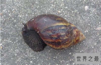 ​非洲大蜗牛能吃吗 成为性价比颇高的新款宠物