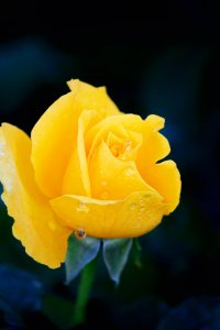 ​黄色的玫瑰花代表什么意思（黄色的玫瑰花代表什么意思红玫瑰是什么意思）