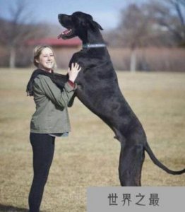 ​世界上最高大的狗：大乔治，身高220厘米的大丹狗