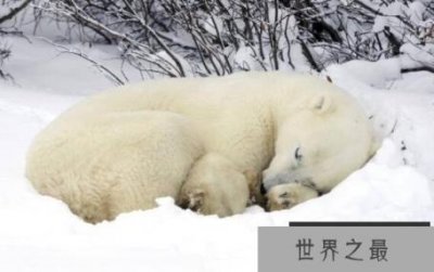 ​冬眠是什么，冬眠的动物有哪些