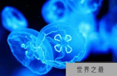 ​世界上最小的水母Irukanji水母不像人类的钉子那么大