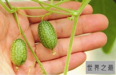 ​世界上最小的西瓜，拇指西瓜(真的只有拇指大)