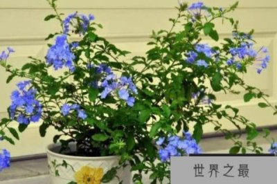 ​世界上最高冷的花朵排名，蓝雪花高居榜首