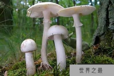 ​中国十大毒蘑菇 毛头乳菇上榜，第一致死率达95%