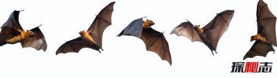​晚上家里飞进蝙蝠是什么征兆（家中晚上飞进蝙蝠的寓意说法）