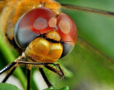 ​什么昆虫有复眼？长什么样子？